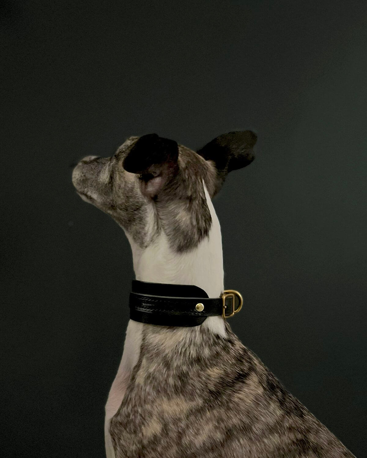 The “Artisan 002” Leather Sighthound Dog Collar – by Seldom Found-1