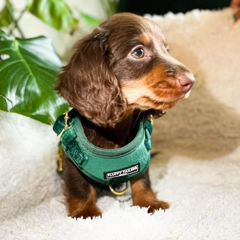 Emerald Green Collection - Dog Harness, Collar, Bow Tie, Lead and Poop Bag Holder by Fluffy Tailers-1